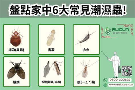 房間木頭潮濕蟲|蛀蟲防治先別亂噴殺蟲劑！木頭蛀蟲處理6大招，讓專。